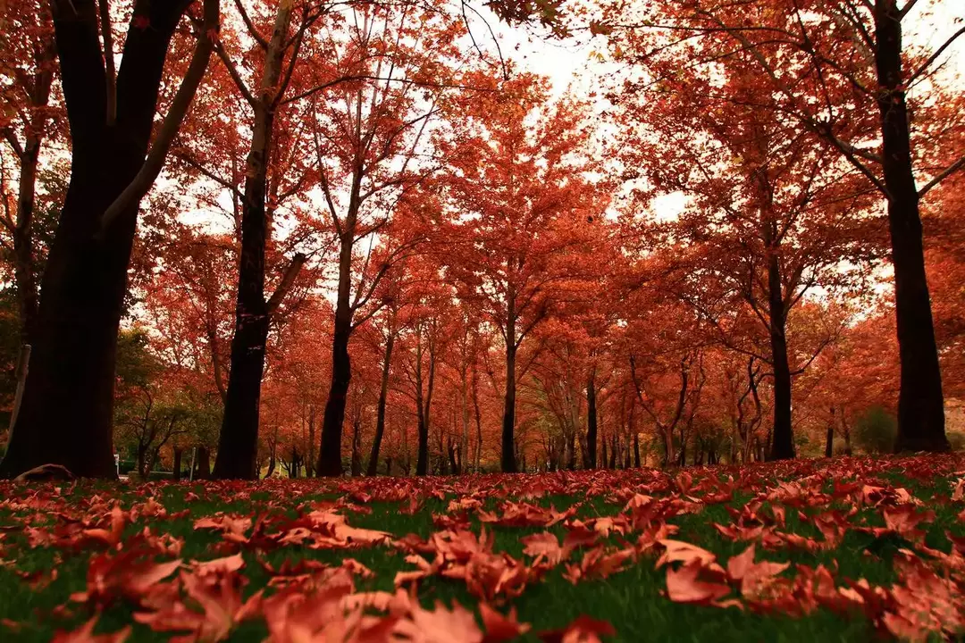 نمونه کار عکاسی الناز نادری آرا