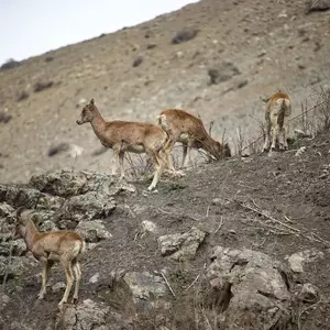 نمونه کار عکاسی غیره توسط اکبری 