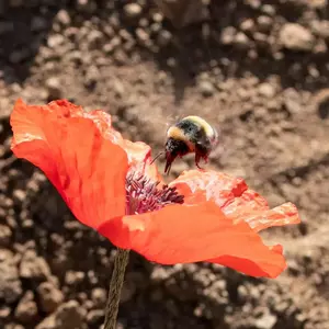 نمونه کار عکاسی غیره توسط داخته 