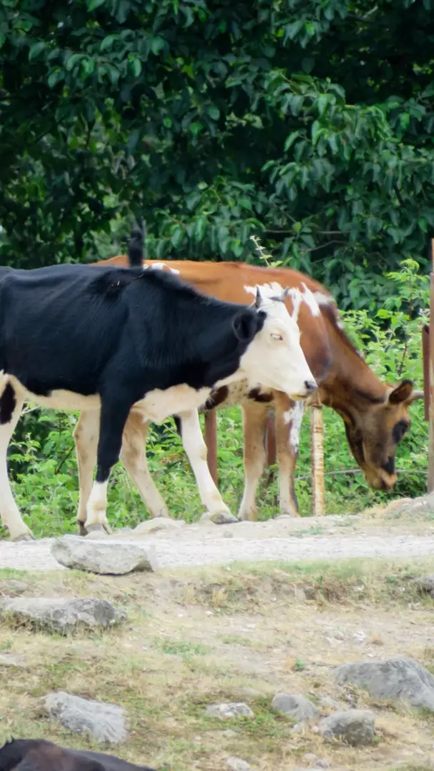 نمونه کار عکاسی لیلا فرخ پی