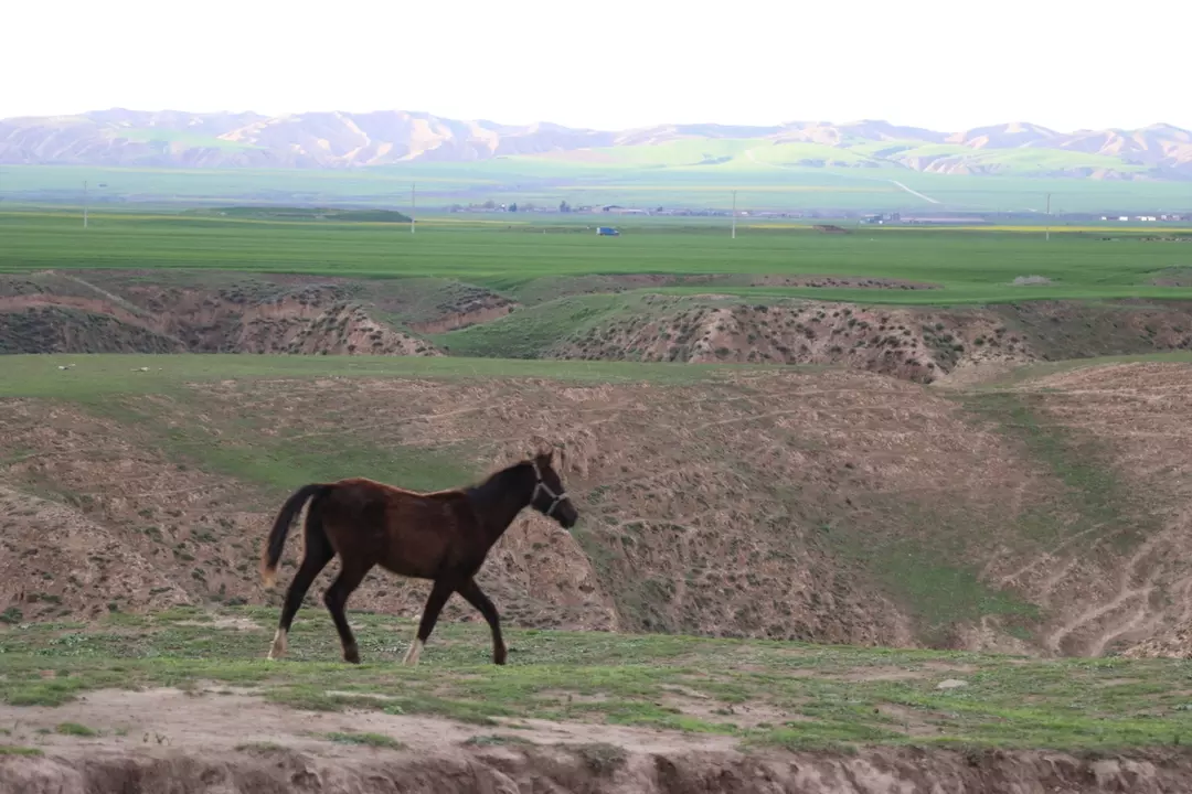 نمونه کار عکاسی محمدرضا نیکجو