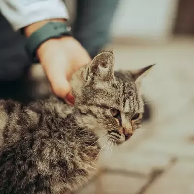 نمونه کار عکاسی حیوانات خانگی توسط شفیع خانی 