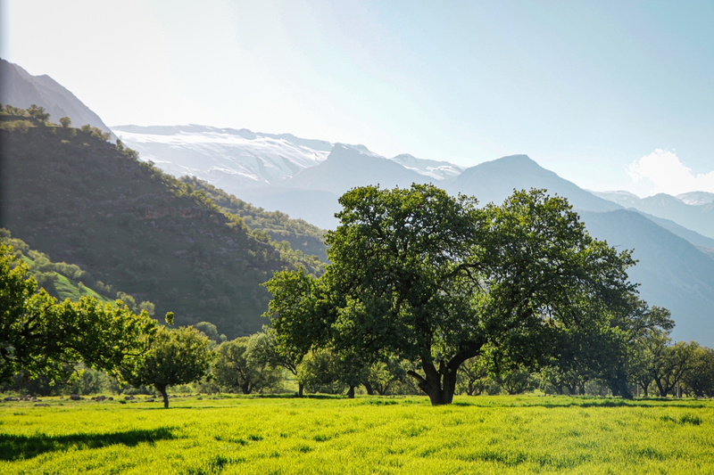 نمونه کار عکاسی محمدرضا نیکجو