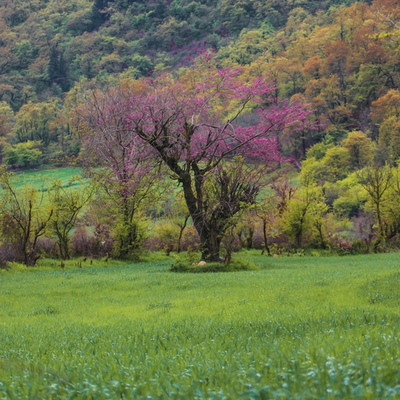 نمونه کار عکاسی مناظر توسط نیکجو 