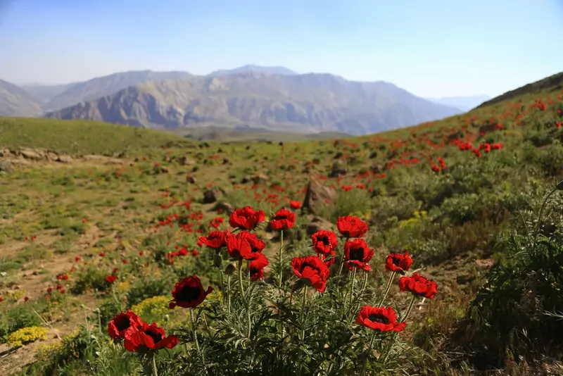 نمونه کار عکاسی محمد  احمدی فاخر