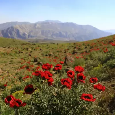 نمونه کار عکاسی مناظر توسط احمدی فاخر 