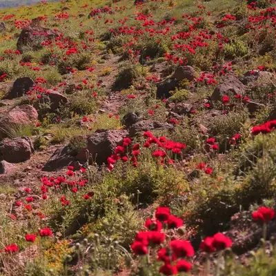 نمونه کار عکاسی مناظر توسط احمدی فاخر 