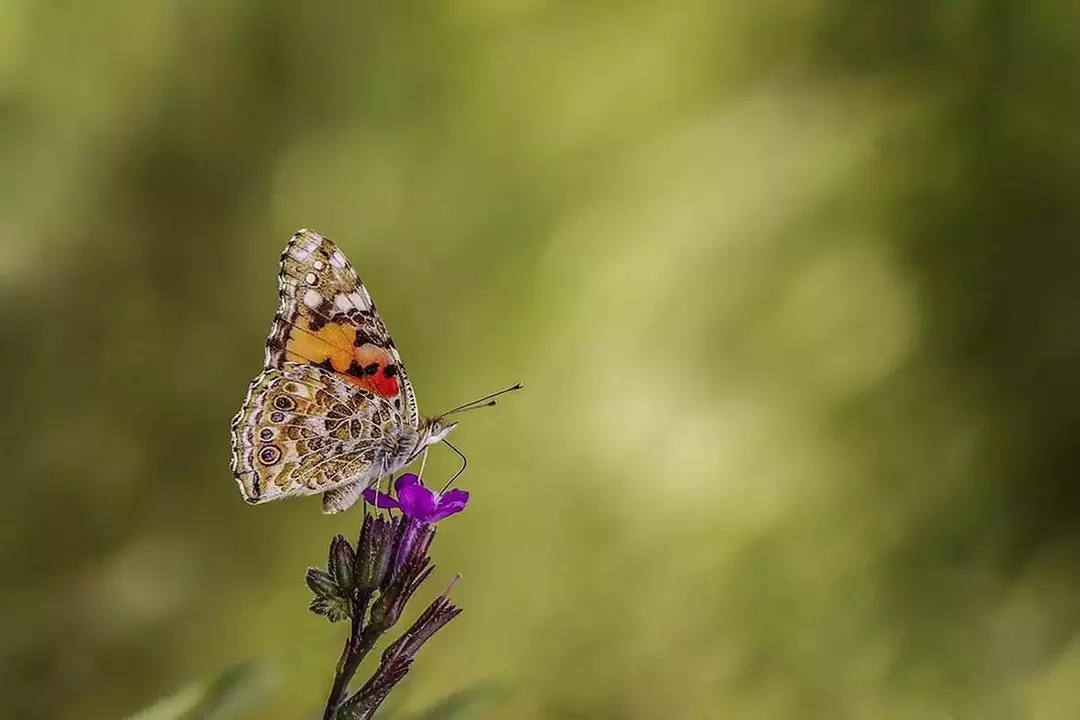 نمونه کار عکاسی ریحانه فخاریان