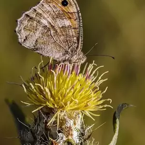 نمونه کار عکاسی غیره توسط فخاریان 