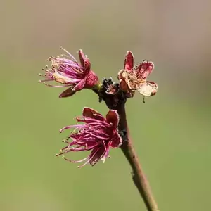 نمونه کار عکاسی غیره توسط فخاریان 