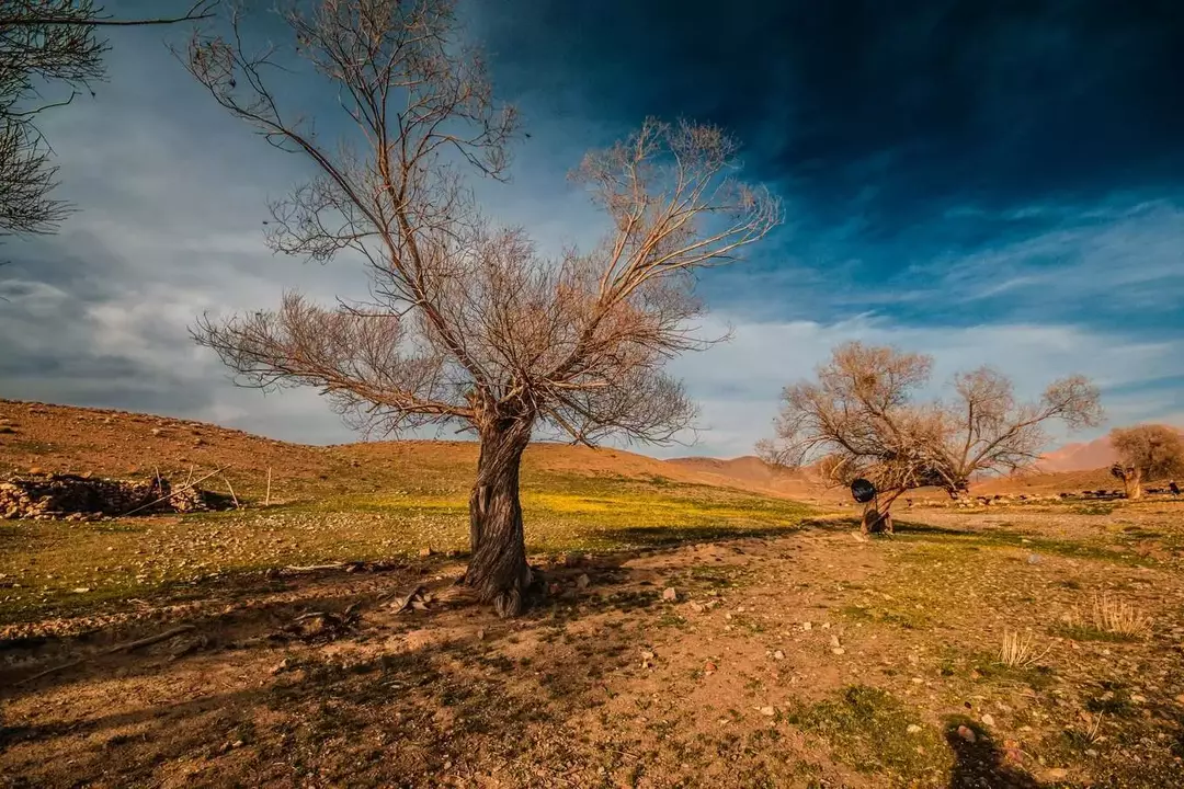 نمونه کار عکاسی سواک آلکساندریان