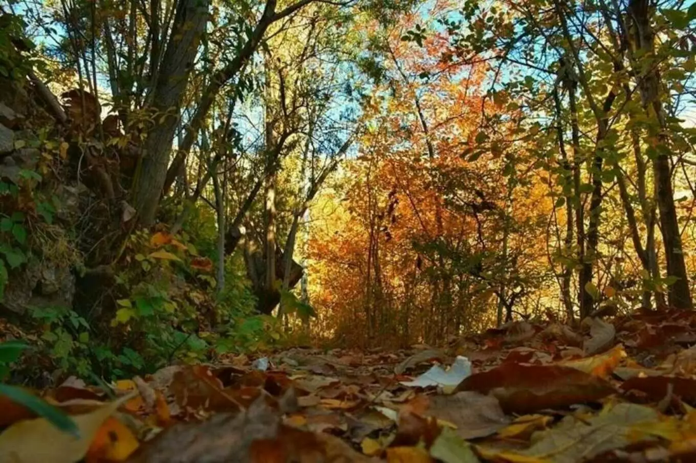 عکس روستای برگ جهان لواسان