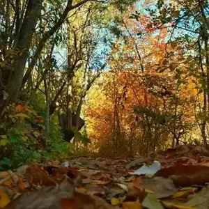 روستای برگ جهان لواسان